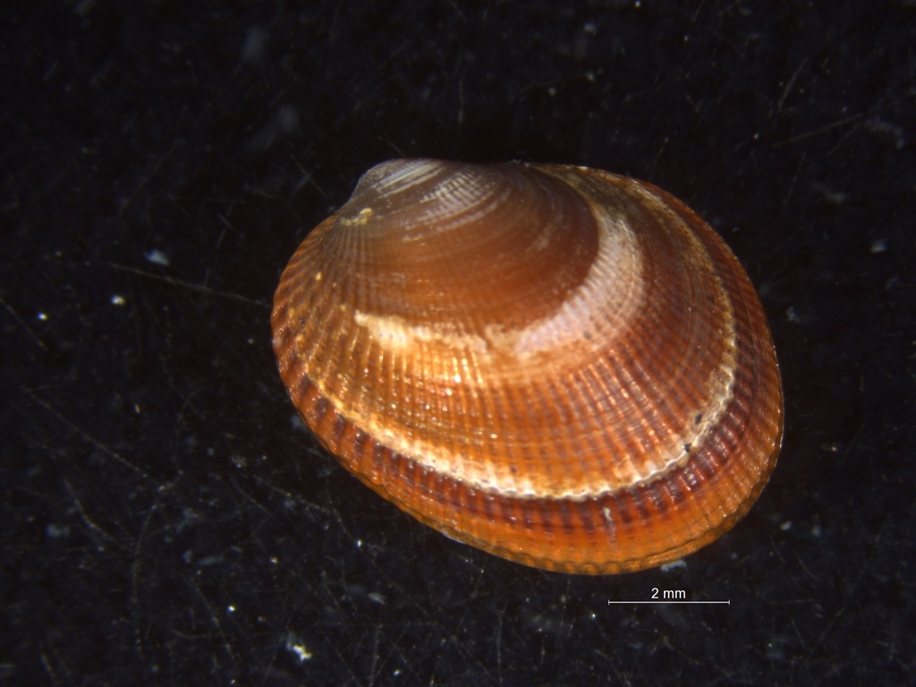 Crenellinae