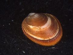 Arvella faba
