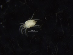 Halacaridae