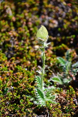 Geum glaciale