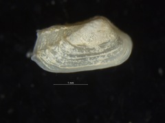 Hiatella arctica