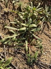 Camissoniopsis