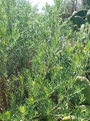 Genista linifolia