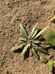Camissoniopsis