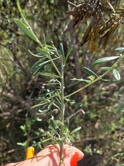 Genista linifolia