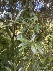 Secamone gerrardii