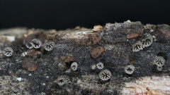 Resupinatus striatulus