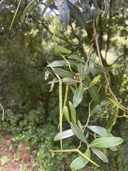 Secamone gerrardii
