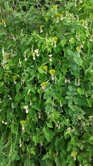 Aristolochia argentina