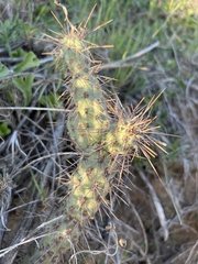 Cylindropuntia prolifera