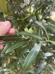 Secamone gerrardii