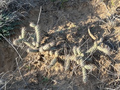 Cylindropuntia prolifera