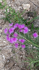 Vernonanthura nudiflora