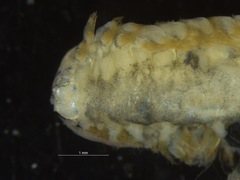 Harmothoe imbricata