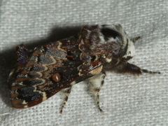 Genduara acedesta
