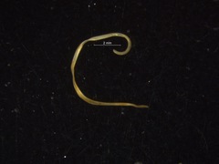 Nematoda
