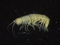 Pontogeneia inermis