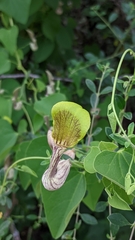 Aristolochia argentina