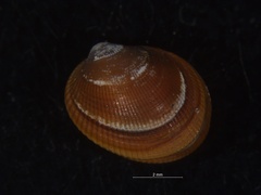 Arvella faba