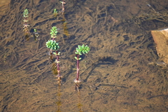 Hippuris tetraphylla