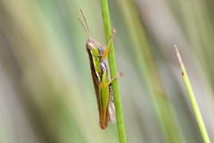 Bermius brachycerus