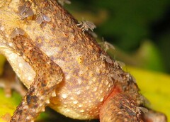 Phlebotominae