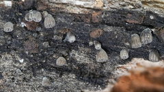 Resupinatus striatulus