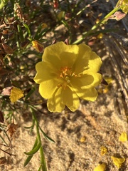 Crocanthemum scoparium