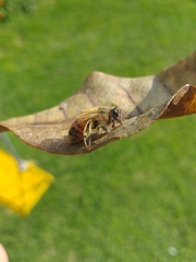 Apis mellifera