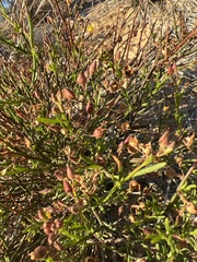 Crocanthemum scoparium