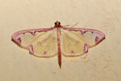 Cadarena pudoraria