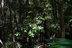 Claoxylon australe