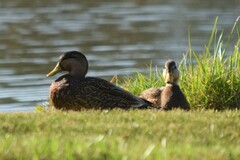 Anas platyrhynchos × fulvigula