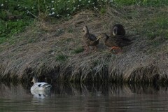 Anas platyrhynchos × fulvigula
