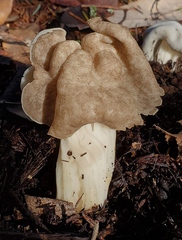 Helvella maculata