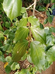 Strychnos nux-vomica