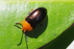 Lamprolina simillima