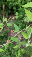 Pseudabutilon virgatum