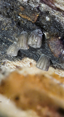 Resupinatus striatulus