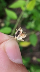 Pseudabutilon virgatum