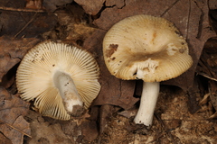 Russula amerorecondita