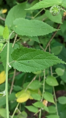 Pseudabutilon virgatum