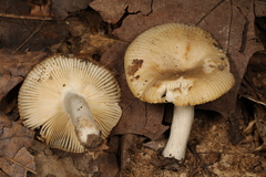Russula amerorecondita