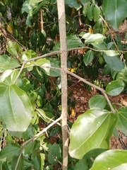 Strychnos nux-vomica