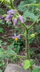 Solanum palinacanthum
