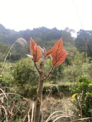 Ficus erecta beecheyana