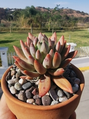 Pachyphytum hookeri