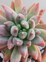 Pachyphytum hookeri