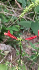 Dicliptera squarrosa
