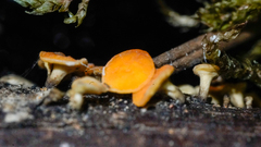 Leotiomycetes